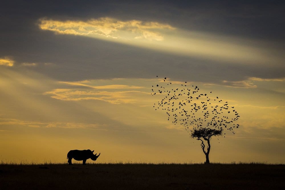   PHOTO CREDIT: Khaichuin Sim LOCATION:  Masai Mara National Park (Kenya) 